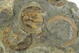 Three Trinucleid Trilobites (Declivolithus) With Cyclopyge #353394-2